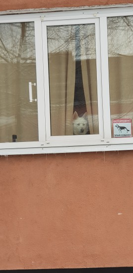 Полли и Злая Собака